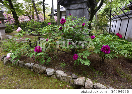 Honmaji Peony Honmaji Peony 54394956