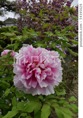 Honmaji Peony Honmaji Peony 54395029