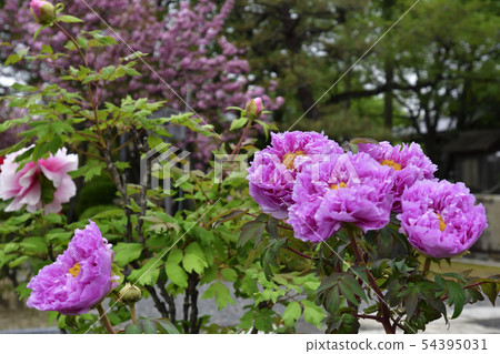 Honmaji Peony Honmaji Peony 54395031