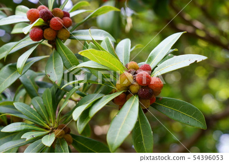 楊梅五顏六色的果子 54396053