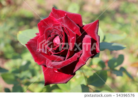 Rose Kuroshinju Black Pearl Kuroshinju 54396576