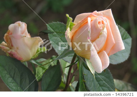 Rose Kouki Koki 54396721