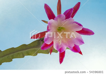 Peacock cactus 54396801