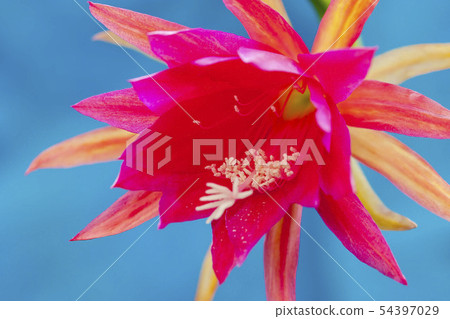 Peacock cactus Peacock cactus 54397029