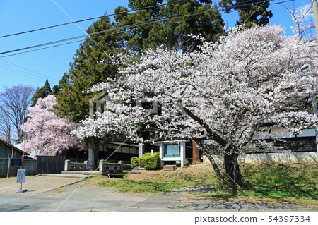 Shibatoto Mine Sanboonji, cherry blossoms at the entrance 54397334