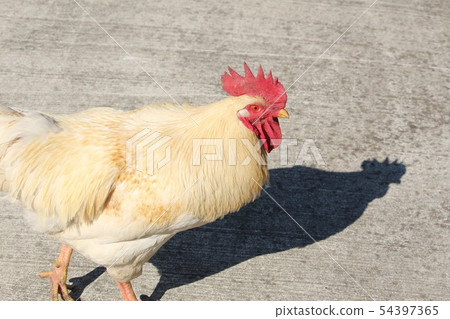 雞 54397365