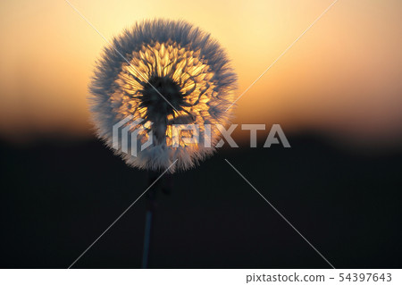 絨毛舉起夕陽 54397643