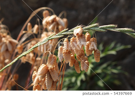 橢圓形草 54397669