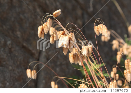 橢圓形草 橢圓形草 54397670