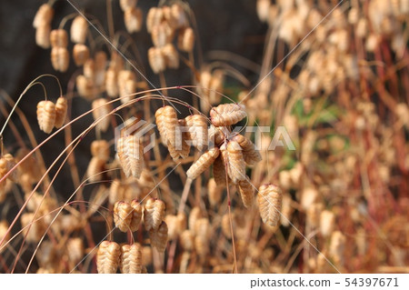 橢圓形草 54397671