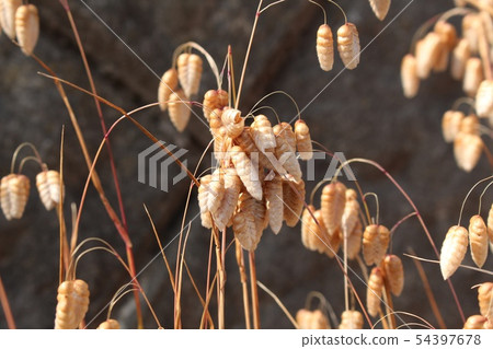 橢圓形草 橢圓形草 54397678