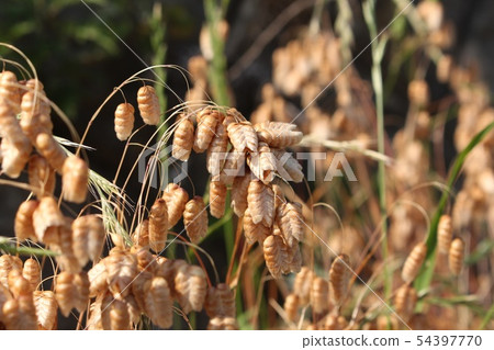 橢圓形草 橢圓形草 54397770