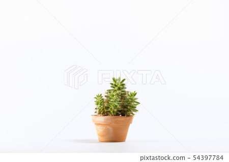Cactus in clay pot 54397784