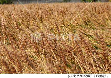Wheat field 54398216