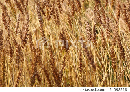Wheat field 54398218