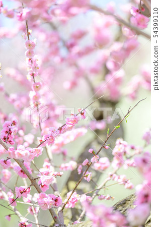 梅花（紅梅） 54399110