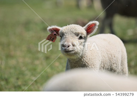 Lamb Lamb 54399279