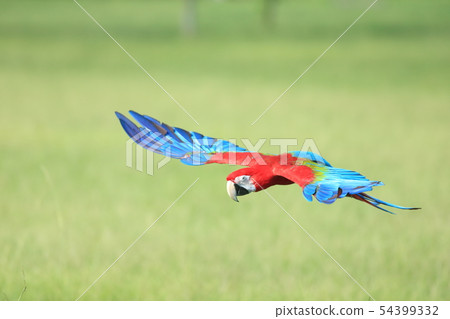 Parrot, macaw, bird 54399332