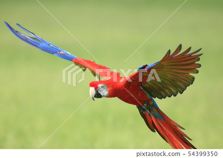 鸚鵡,金剛鸚鵡,鳥 54399350