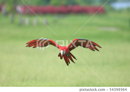 鸚鵡,金剛鸚鵡,鳥 54399364