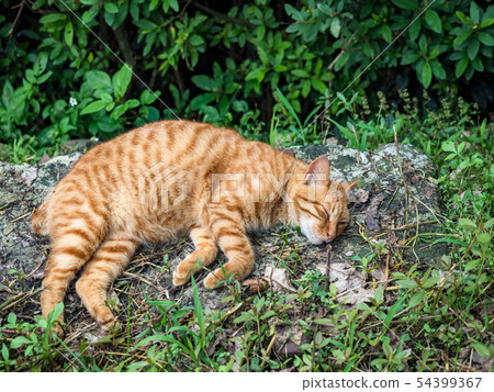 wild cat sleeping at outdoor wild cat sleeping at outdoor 54399367