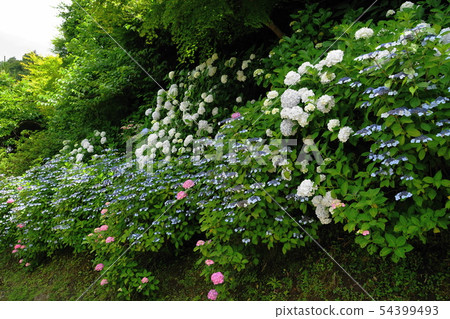 June 859 Kamakura 8th Shohuji Temple Hydrangea · Kamedaya Sakakiri June 859 Kamakura 8th Shohuji Temple Hydrangea · Kamedaya Sakakiri 54399493