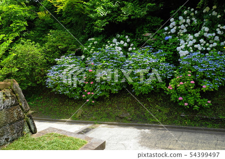 June Kamakura 855 Chojujiwakino hydrangea · Kamedagazaka Kiri Dori 54399497