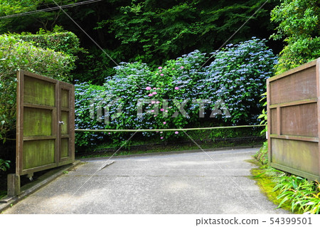 851年6月鎌倉851 Cho鞠寺八角繡球 851年6月鎌倉851 Cho鞠寺八角繡球 54399501