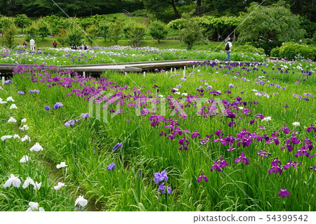 June Yokosuka 98 Yokosuka Shobuen Garden June Yokosuka 98 Yokosuka Shobuen Garden 54399542