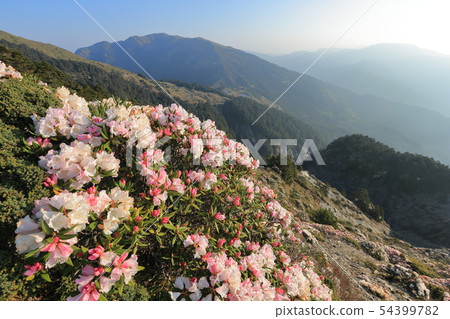 高山杜鵑,杜鵑,合歡山 高山杜鵑,杜鵑,合歡山 54399782
