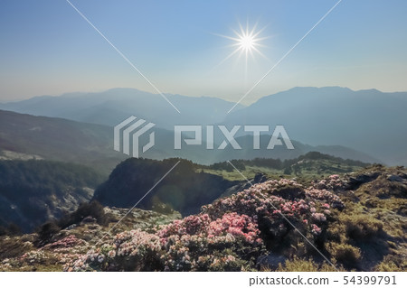 Alpine Rhododendron, Rhododendron, Hehuan Mountain 54399791