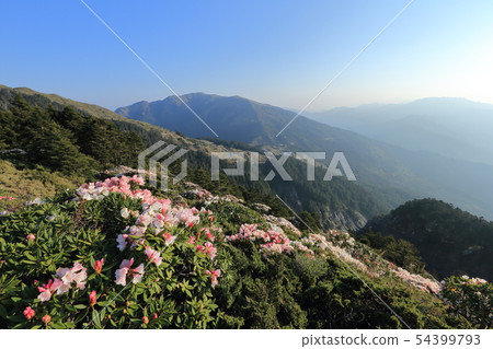 Alpine Rhododendron, Rhododendron, Hehuan Mountain Alpine Rhododendron, Rhododendron, Hehuan Mountain 54399793
