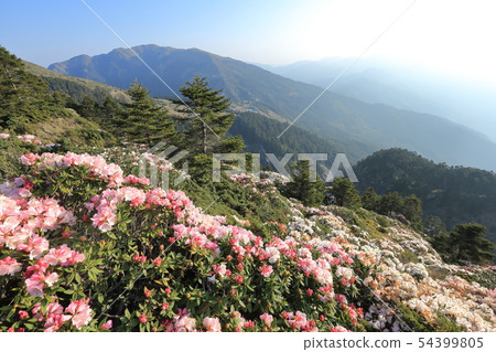 高山杜鵑,杜鵑,合歡山 高山杜鵑,杜鵑,合歡山 54399805