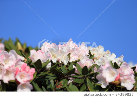 高山杜鵑,杜鵑,合歡山 高山杜鵑,杜鵑,合歡山 54399825