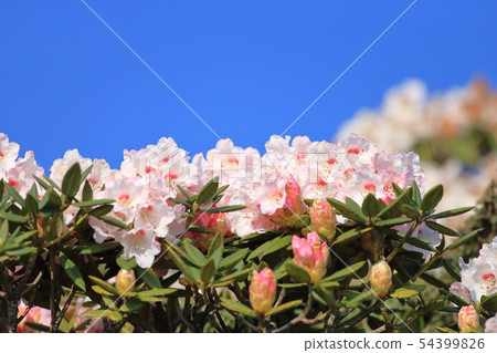 高山杜鵑,杜鵑,合歡山 高山杜鵑,杜鵑,合歡山 54399826