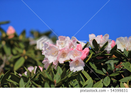 高山杜鵑,杜鵑,合歡山 高山杜鵑,杜鵑,合歡山 54399831