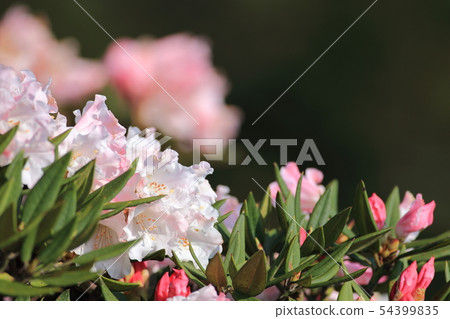 高山杜鵑,杜鵑,合歡山 高山杜鵑,杜鵑,合歡山 54399835