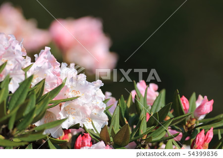 高山杜鵑,杜鵑,合歡山 高山杜鵑,杜鵑,合歡山 54399836
