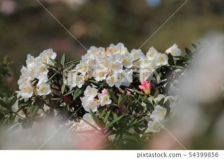 高山杜鵑,杜鵑,合歡山 高山杜鵑,杜鵑,合歡山 54399856