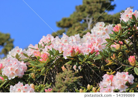 高山杜鵑,杜鵑,合歡山 高山杜鵑,杜鵑,合歡山 54399869