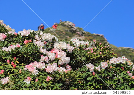 高山杜鵑,杜鵑,合歡山 高山杜鵑,杜鵑,合歡山 54399895