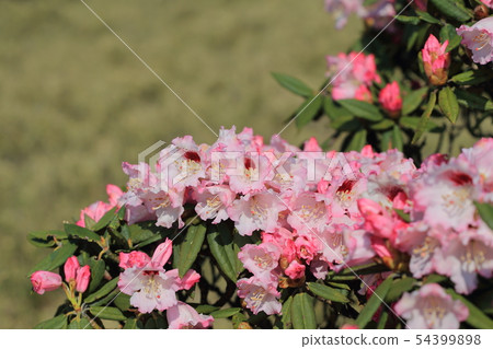 高山杜鵑,杜鵑,合歡山 高山杜鵑,杜鵑,合歡山 54399898