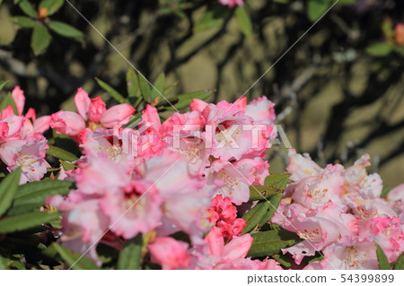 高山杜鵑,杜鵑,合歡山 高山杜鵑,杜鵑,合歡山 54399899
