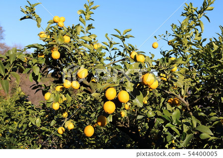 Setonai lemon 54400005