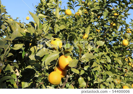 Setonai lemon Setonai lemon 54400006