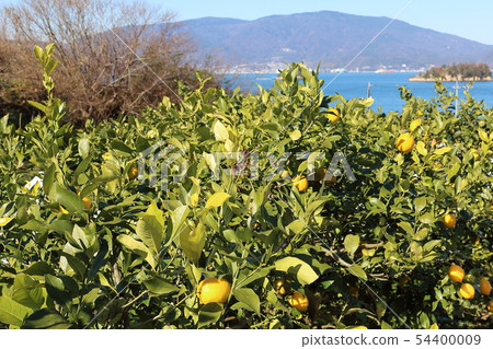 Setonai lemon 54400009