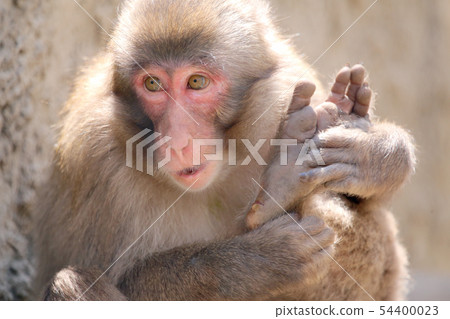 Japanese macaques 54400023