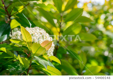 自然形象 自然形象 54400148