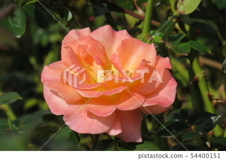 Rose Kenigin Beatrix Königin Beatrix 54400151