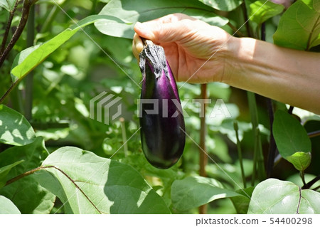 Home garden 54400298